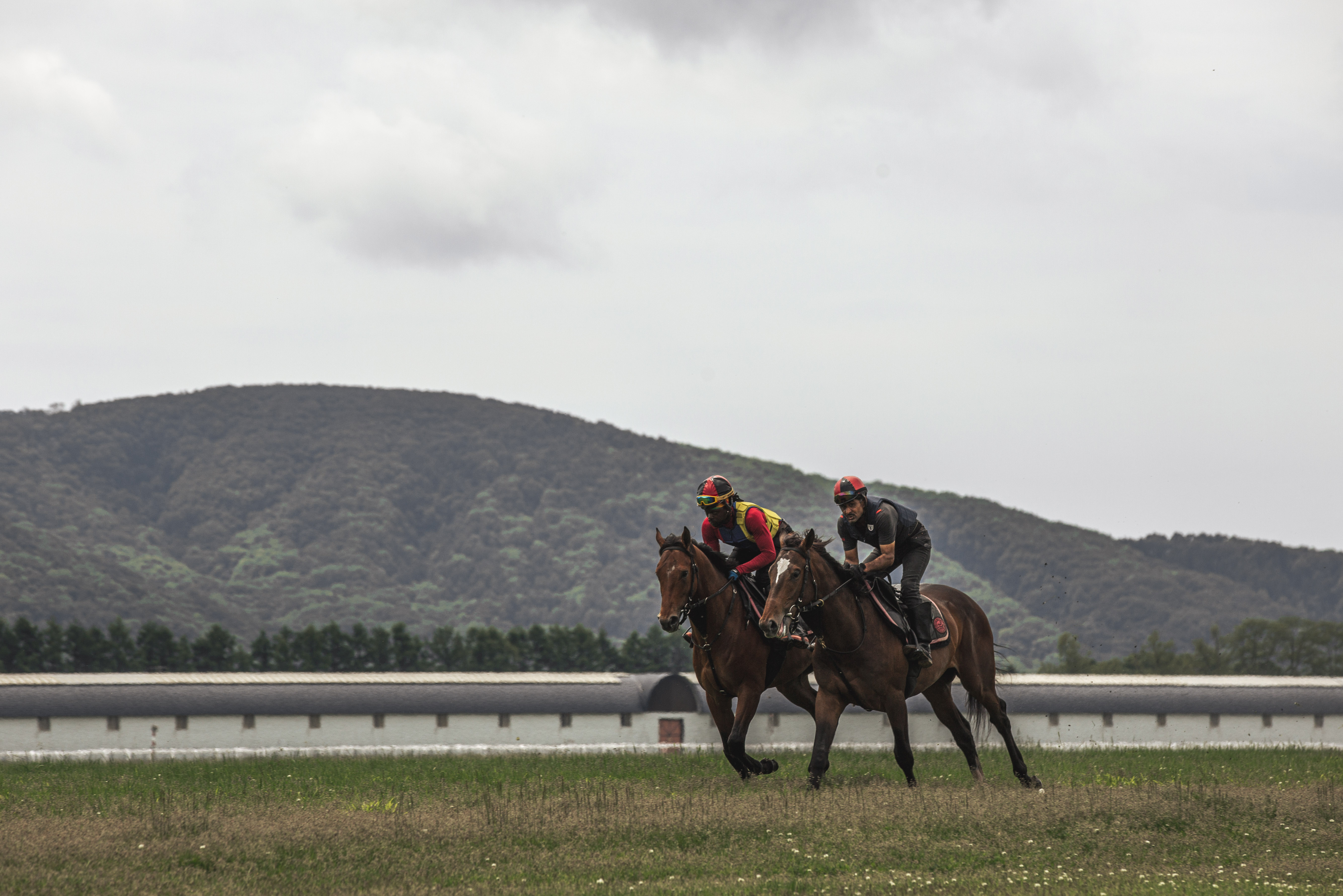 競走馬育成のプロフェッショナルを目指す！経験を活かして新たな挑戦を！